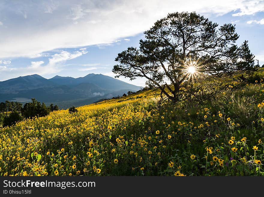 Late summer blooms in the O&#x27;Leary Peak and Sunset Crater Volcano area. Monsoon season brings a burst of wildflower blooms to Arizona&#x27;s higher elevations around Flagstaff. Fields of sunflowers blanket many open meadows and fields on the eastern side of the San Francisco Peaks. Photo taken August 23, 2017 by Deborah Lee Soltesz. Credit U.S. Forest Service Coconino National Forest. Learn more about the Coconino National Forest. Late summer blooms in the O&#x27;Leary Peak and Sunset Crater Volcano area. Monsoon season brings a burst of wildflower blooms to Arizona&#x27;s higher elevations around Flagstaff. Fields of sunflowers blanket many open meadows and fields on the eastern side of the San Francisco Peaks. Photo taken August 23, 2017 by Deborah Lee Soltesz. Credit U.S. Forest Service Coconino National Forest. Learn more about the Coconino National Forest.