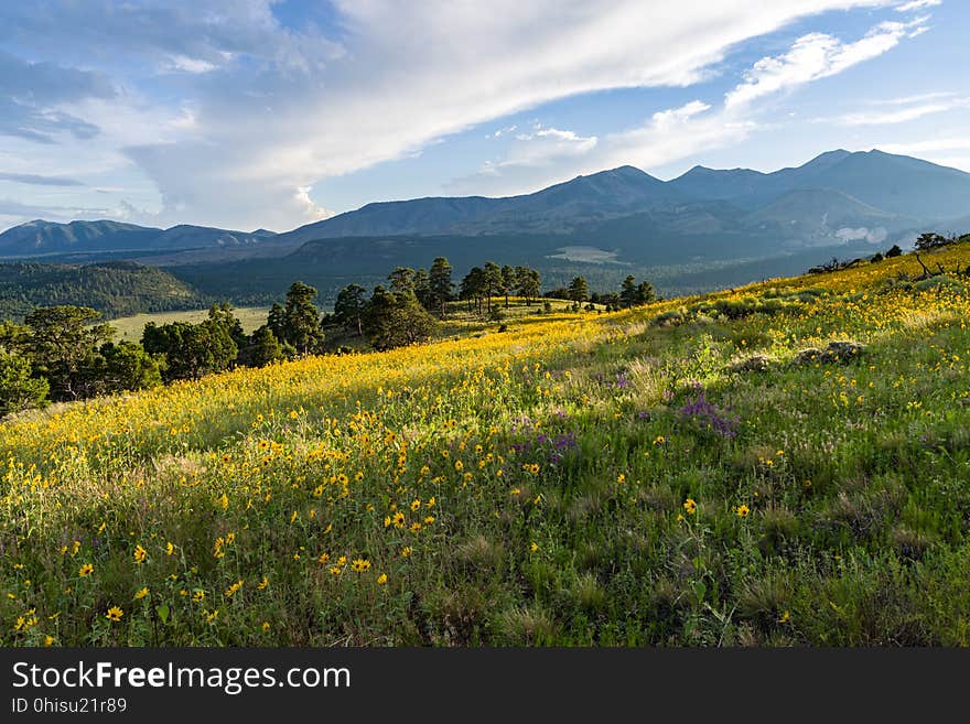 Late summer blooms in the O&#x27;Leary Peak and Sunset Crater Volcano area. Monsoon season brings a burst of wildflower blooms to Arizona&#x27;s higher elevations around Flagstaff. Fields of sunflowers blanket many open meadows and fields on the eastern side of the San Francisco Peaks. Photo taken August 23, 2017 by Deborah Lee Soltesz. Credit U.S. Forest Service Coconino National Forest. Learn more about the Coconino National Forest. Late summer blooms in the O&#x27;Leary Peak and Sunset Crater Volcano area. Monsoon season brings a burst of wildflower blooms to Arizona&#x27;s higher elevations around Flagstaff. Fields of sunflowers blanket many open meadows and fields on the eastern side of the San Francisco Peaks. Photo taken August 23, 2017 by Deborah Lee Soltesz. Credit U.S. Forest Service Coconino National Forest. Learn more about the Coconino National Forest.