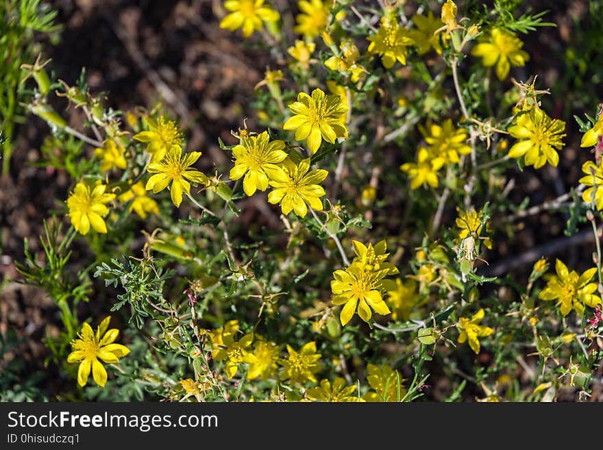 Late summer blooms in the O&#x27;Leary Peak and Sunset Crater Volcano area. Monsoon season brings a burst of wildflower blooms to Arizona&#x27;s higher elevations around Flagstaff. Fields of sunflowers blanket many open meadows and fields on the eastern side of the San Francisco Peaks. Photo taken August 23, 2017 by Deborah Lee Soltesz. Credit U.S. Forest Service Coconino National Forest. Learn more about the Coconino National Forest. Late summer blooms in the O&#x27;Leary Peak and Sunset Crater Volcano area. Monsoon season brings a burst of wildflower blooms to Arizona&#x27;s higher elevations around Flagstaff. Fields of sunflowers blanket many open meadows and fields on the eastern side of the San Francisco Peaks. Photo taken August 23, 2017 by Deborah Lee Soltesz. Credit U.S. Forest Service Coconino National Forest. Learn more about the Coconino National Forest.