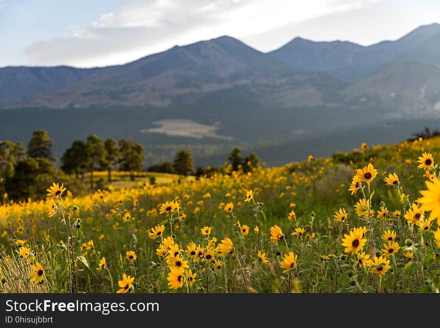 Late summer blooms in the O&#x27;Leary Peak and Sunset Crater Volcano area. Monsoon season brings a burst of wildflower blooms to Arizona&#x27;s higher elevations around Flagstaff. Fields of sunflowers blanket many open meadows and fields on the eastern side of the San Francisco Peaks. Photo taken August 23, 2017 by Deborah Lee Soltesz. Credit U.S. Forest Service Coconino National Forest. Learn more about the Coconino National Forest. Late summer blooms in the O&#x27;Leary Peak and Sunset Crater Volcano area. Monsoon season brings a burst of wildflower blooms to Arizona&#x27;s higher elevations around Flagstaff. Fields of sunflowers blanket many open meadows and fields on the eastern side of the San Francisco Peaks. Photo taken August 23, 2017 by Deborah Lee Soltesz. Credit U.S. Forest Service Coconino National Forest. Learn more about the Coconino National Forest.