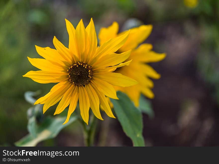 Late summer blooms in the O&#x27;Leary Peak and Sunset Crater Volcano area. Monsoon season brings a burst of wildflower blooms to Arizona&#x27;s higher elevations around Flagstaff. Fields of sunflowers blanket many open meadows and fields on the eastern side of the San Francisco Peaks. Photo taken August 23, 2017 by Deborah Lee Soltesz. Credit U.S. Forest Service Coconino National Forest. Learn more about the Coconino National Forest. Late summer blooms in the O&#x27;Leary Peak and Sunset Crater Volcano area. Monsoon season brings a burst of wildflower blooms to Arizona&#x27;s higher elevations around Flagstaff. Fields of sunflowers blanket many open meadows and fields on the eastern side of the San Francisco Peaks. Photo taken August 23, 2017 by Deborah Lee Soltesz. Credit U.S. Forest Service Coconino National Forest. Learn more about the Coconino National Forest.