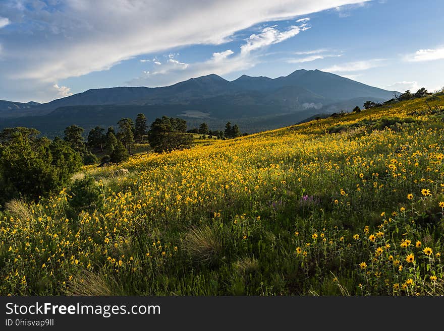 Late summer blooms in the O&#x27;Leary Peak and Sunset Crater Volcano area. Monsoon season brings a burst of wildflower blooms to Arizona&#x27;s higher elevations around Flagstaff. Fields of sunflowers blanket many open meadows and fields on the eastern side of the San Francisco Peaks. Photo taken August 23, 2017 by Deborah Lee Soltesz. Credit U.S. Forest Service Coconino National Forest. Learn more about the Coconino National Forest. Late summer blooms in the O&#x27;Leary Peak and Sunset Crater Volcano area. Monsoon season brings a burst of wildflower blooms to Arizona&#x27;s higher elevations around Flagstaff. Fields of sunflowers blanket many open meadows and fields on the eastern side of the San Francisco Peaks. Photo taken August 23, 2017 by Deborah Lee Soltesz. Credit U.S. Forest Service Coconino National Forest. Learn more about the Coconino National Forest.