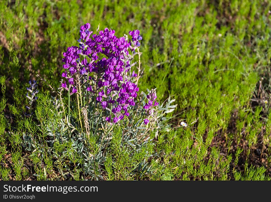 Milkvetch. Late summer blooms in the O&#x27;Leary Peak and Sunset Crater Volcano area. Monsoon season brings a burst of wildflower blooms to Arizona&#x27;s higher elevations around Flagstaff. Fields of sunflowers blanket many open meadows and fields on the eastern side of the San Francisco Peaks. Photo taken August 23, 2017 by Deborah Lee Soltesz. Credit U.S. Forest Service Coconino National Forest. Learn more about the Coconino National Forest. Milkvetch. Late summer blooms in the O&#x27;Leary Peak and Sunset Crater Volcano area. Monsoon season brings a burst of wildflower blooms to Arizona&#x27;s higher elevations around Flagstaff. Fields of sunflowers blanket many open meadows and fields on the eastern side of the San Francisco Peaks. Photo taken August 23, 2017 by Deborah Lee Soltesz. Credit U.S. Forest Service Coconino National Forest. Learn more about the Coconino National Forest.