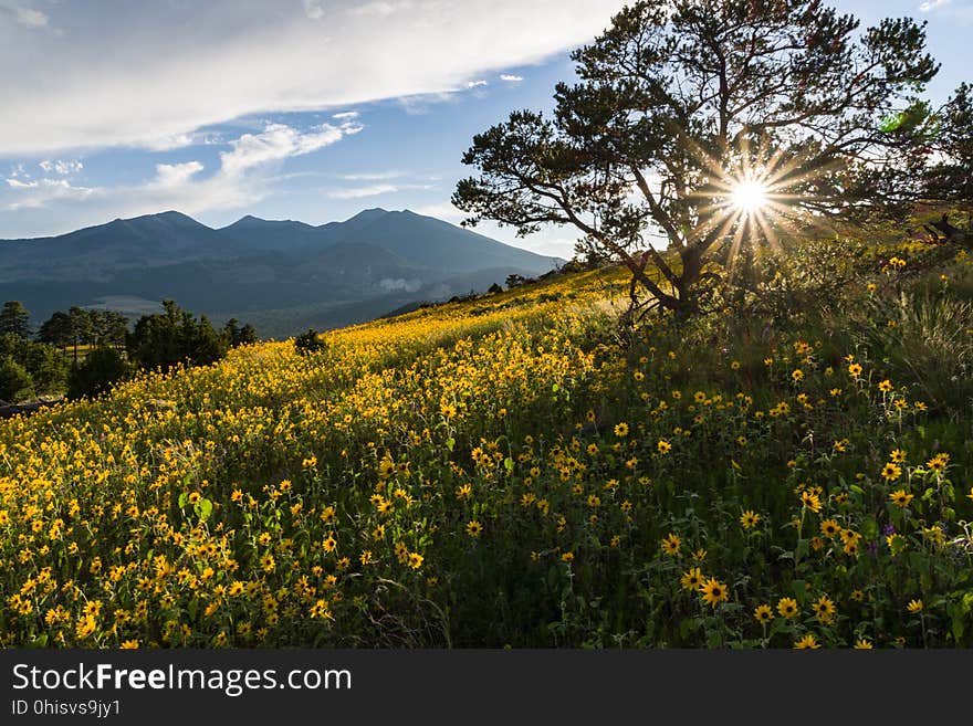 Late summer blooms in the O&#x27;Leary Peak and Sunset Crater Volcano area. Monsoon season brings a burst of wildflower blooms to Arizona&#x27;s higher elevations around Flagstaff. Fields of sunflowers blanket many open meadows and fields on the eastern side of the San Francisco Peaks. Photo taken August 23, 2017 by Deborah Lee Soltesz. Credit U.S. Forest Service Coconino National Forest. Learn more about the Coconino National Forest. Late summer blooms in the O&#x27;Leary Peak and Sunset Crater Volcano area. Monsoon season brings a burst of wildflower blooms to Arizona&#x27;s higher elevations around Flagstaff. Fields of sunflowers blanket many open meadows and fields on the eastern side of the San Francisco Peaks. Photo taken August 23, 2017 by Deborah Lee Soltesz. Credit U.S. Forest Service Coconino National Forest. Learn more about the Coconino National Forest.