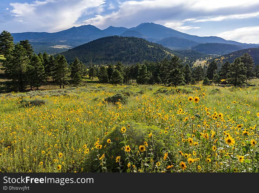 Late summer blooms in the O&#x27;Leary Peak and Sunset Crater Volcano area. Monsoon season brings a burst of wildflower blooms to Arizona&#x27;s higher elevations around Flagstaff. Fields of sunflowers blanket many open meadows and fields on the eastern side of the San Francisco Peaks. Photo taken August 23, 2017 by Deborah Lee Soltesz. Credit U.S. Forest Service Coconino National Forest. Learn more about the Coconino National Forest. Late summer blooms in the O&#x27;Leary Peak and Sunset Crater Volcano area. Monsoon season brings a burst of wildflower blooms to Arizona&#x27;s higher elevations around Flagstaff. Fields of sunflowers blanket many open meadows and fields on the eastern side of the San Francisco Peaks. Photo taken August 23, 2017 by Deborah Lee Soltesz. Credit U.S. Forest Service Coconino National Forest. Learn more about the Coconino National Forest.