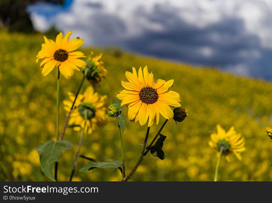 Late summer blooms in the O&#x27;Leary Peak and Sunset Crater Volcano area. Monsoon season brings a burst of wildflower blooms to Arizona&#x27;s higher elevations around Flagstaff. Fields of sunflowers blanket many open meadows and fields on the eastern side of the San Francisco Peaks. Photo taken August 23, 2017 by Deborah Lee Soltesz. Credit U.S. Forest Service Coconino National Forest. Learn more about the Coconino National Forest. Late summer blooms in the O&#x27;Leary Peak and Sunset Crater Volcano area. Monsoon season brings a burst of wildflower blooms to Arizona&#x27;s higher elevations around Flagstaff. Fields of sunflowers blanket many open meadows and fields on the eastern side of the San Francisco Peaks. Photo taken August 23, 2017 by Deborah Lee Soltesz. Credit U.S. Forest Service Coconino National Forest. Learn more about the Coconino National Forest.