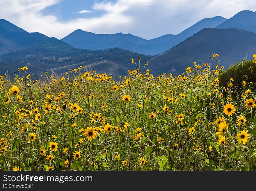 Late summer blooms in the O&#x27;Leary Peak and Sunset Crater Volcano area. Monsoon season brings a burst of wildflower blooms to Arizona&#x27;s higher elevations around Flagstaff. Fields of sunflowers blanket many open meadows and fields on the eastern side of the San Francisco Peaks. Photo taken August 23, 2017 by Deborah Lee Soltesz. Credit U.S. Forest Service Coconino National Forest. Learn more about the Coconino National Forest. Late summer blooms in the O&#x27;Leary Peak and Sunset Crater Volcano area. Monsoon season brings a burst of wildflower blooms to Arizona&#x27;s higher elevations around Flagstaff. Fields of sunflowers blanket many open meadows and fields on the eastern side of the San Francisco Peaks. Photo taken August 23, 2017 by Deborah Lee Soltesz. Credit U.S. Forest Service Coconino National Forest. Learn more about the Coconino National Forest.