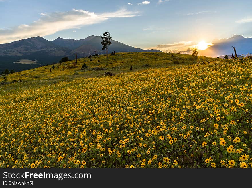 Late summer blooms in the O&#x27;Leary Peak and Sunset Crater Volcano area. Monsoon season brings a burst of wildflower blooms to Arizona&#x27;s higher elevations around Flagstaff. Fields of sunflowers blanket many open meadows and fields on the eastern side of the San Francisco Peaks. Photo taken August 23, 2017 by Deborah Lee Soltesz. Credit U.S. Forest Service Coconino National Forest. Learn more about the Coconino National Forest. Late summer blooms in the O&#x27;Leary Peak and Sunset Crater Volcano area. Monsoon season brings a burst of wildflower blooms to Arizona&#x27;s higher elevations around Flagstaff. Fields of sunflowers blanket many open meadows and fields on the eastern side of the San Francisco Peaks. Photo taken August 23, 2017 by Deborah Lee Soltesz. Credit U.S. Forest Service Coconino National Forest. Learn more about the Coconino National Forest.