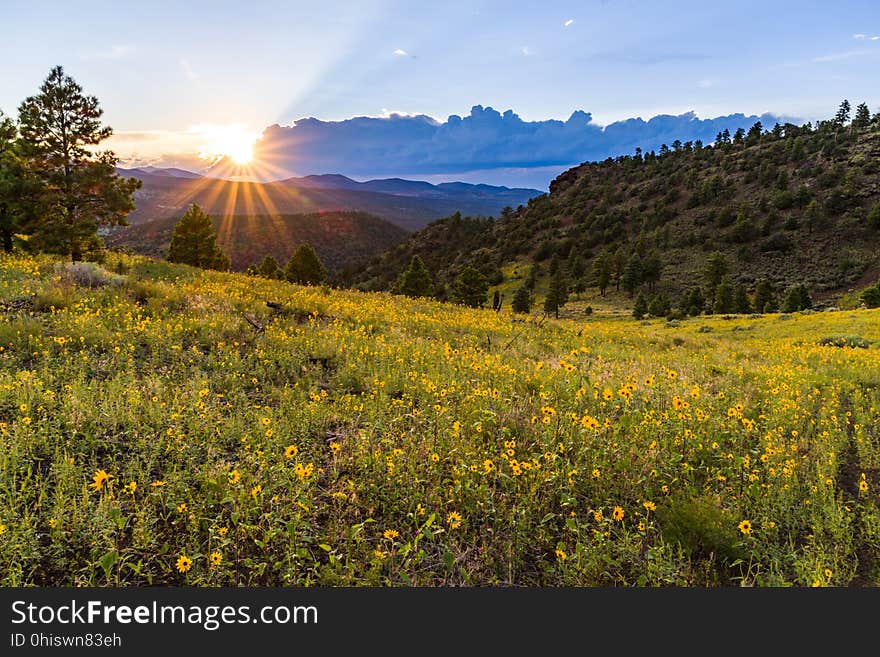 Late summer blooms in the O&#x27;Leary Peak and Sunset Crater Volcano area. Monsoon season brings a burst of wildflower blooms to Arizona&#x27;s higher elevations around Flagstaff. Fields of sunflowers blanket many open meadows and fields on the eastern side of the San Francisco Peaks. Photo taken August 23, 2017 by Deborah Lee Soltesz. Credit U.S. Forest Service Coconino National Forest. Learn more about the Coconino National Forest. Late summer blooms in the O&#x27;Leary Peak and Sunset Crater Volcano area. Monsoon season brings a burst of wildflower blooms to Arizona&#x27;s higher elevations around Flagstaff. Fields of sunflowers blanket many open meadows and fields on the eastern side of the San Francisco Peaks. Photo taken August 23, 2017 by Deborah Lee Soltesz. Credit U.S. Forest Service Coconino National Forest. Learn more about the Coconino National Forest.