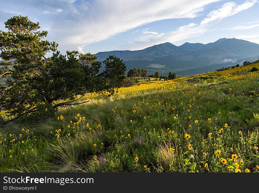 Late summer blooms in the O&#x27;Leary Peak and Sunset Crater Volcano area. Monsoon season brings a burst of wildflower blooms to Arizona&#x27;s higher elevations around Flagstaff. Fields of sunflowers blanket many open meadows and fields on the eastern side of the San Francisco Peaks. Photo taken August 23, 2017 by Deborah Lee Soltesz. Credit U.S. Forest Service Coconino National Forest. Learn more about the Coconino National Forest. Late summer blooms in the O&#x27;Leary Peak and Sunset Crater Volcano area. Monsoon season brings a burst of wildflower blooms to Arizona&#x27;s higher elevations around Flagstaff. Fields of sunflowers blanket many open meadows and fields on the eastern side of the San Francisco Peaks. Photo taken August 23, 2017 by Deborah Lee Soltesz. Credit U.S. Forest Service Coconino National Forest. Learn more about the Coconino National Forest.