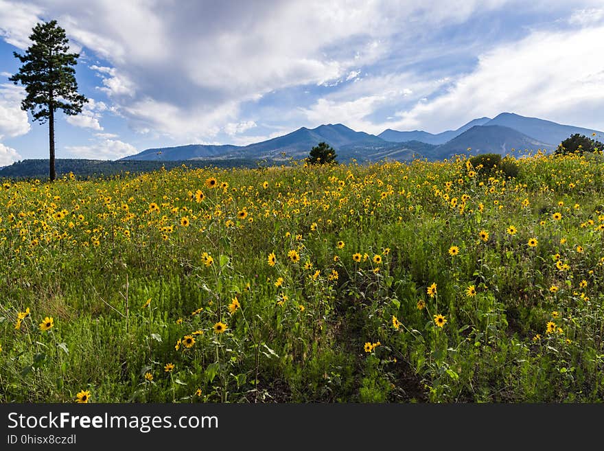 Late summer blooms in the O&#x27;Leary Peak and Sunset Crater Volcano area. Monsoon season brings a burst of wildflower blooms to Arizona&#x27;s higher elevations around Flagstaff. Fields of sunflowers blanket many open meadows and fields on the eastern side of the San Francisco Peaks. Photo taken August 23, 2017 by Deborah Lee Soltesz. Credit U.S. Forest Service Coconino National Forest. Learn more about the Coconino National Forest. Late summer blooms in the O&#x27;Leary Peak and Sunset Crater Volcano area. Monsoon season brings a burst of wildflower blooms to Arizona&#x27;s higher elevations around Flagstaff. Fields of sunflowers blanket many open meadows and fields on the eastern side of the San Francisco Peaks. Photo taken August 23, 2017 by Deborah Lee Soltesz. Credit U.S. Forest Service Coconino National Forest. Learn more about the Coconino National Forest.