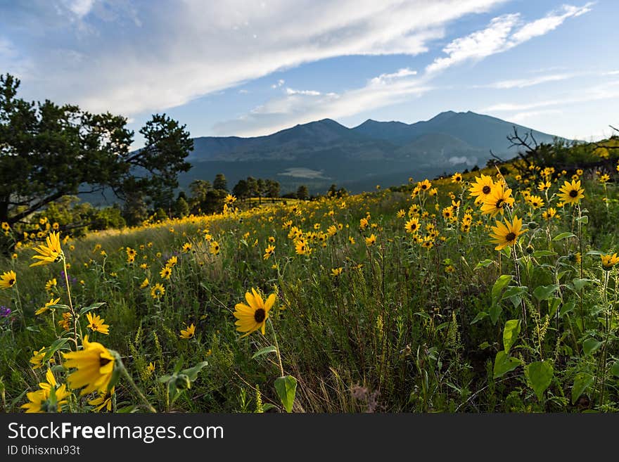 Late summer blooms in the O&#x27;Leary Peak and Sunset Crater Volcano area. Monsoon season brings a burst of wildflower blooms to Arizona&#x27;s higher elevations around Flagstaff. Fields of sunflowers blanket many open meadows and fields on the eastern side of the San Francisco Peaks. Photo taken August 23, 2017 by Deborah Lee Soltesz. Credit U.S. Forest Service Coconino National Forest. Learn more about the Coconino National Forest. Late summer blooms in the O&#x27;Leary Peak and Sunset Crater Volcano area. Monsoon season brings a burst of wildflower blooms to Arizona&#x27;s higher elevations around Flagstaff. Fields of sunflowers blanket many open meadows and fields on the eastern side of the San Francisco Peaks. Photo taken August 23, 2017 by Deborah Lee Soltesz. Credit U.S. Forest Service Coconino National Forest. Learn more about the Coconino National Forest.