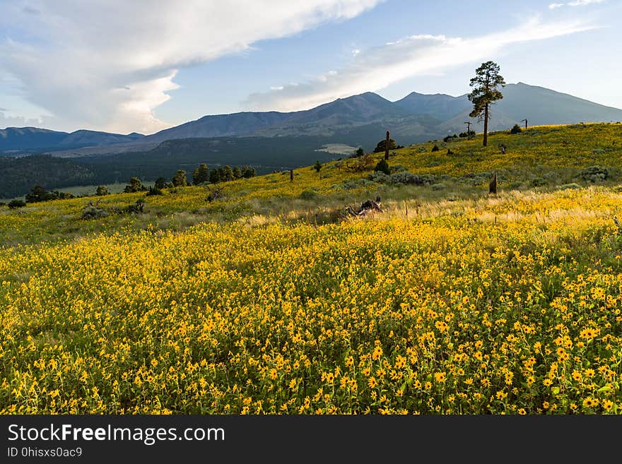 Late summer blooms in the O&#x27;Leary Peak and Sunset Crater Volcano area. Monsoon season brings a burst of wildflower blooms to Arizona&#x27;s higher elevations around Flagstaff. Fields of sunflowers blanket many open meadows and fields on the eastern side of the San Francisco Peaks. Photo taken August 23, 2017 by Deborah Lee Soltesz. Credit U.S. Forest Service Coconino National Forest. Learn more about the Coconino National Forest. Late summer blooms in the O&#x27;Leary Peak and Sunset Crater Volcano area. Monsoon season brings a burst of wildflower blooms to Arizona&#x27;s higher elevations around Flagstaff. Fields of sunflowers blanket many open meadows and fields on the eastern side of the San Francisco Peaks. Photo taken August 23, 2017 by Deborah Lee Soltesz. Credit U.S. Forest Service Coconino National Forest. Learn more about the Coconino National Forest.