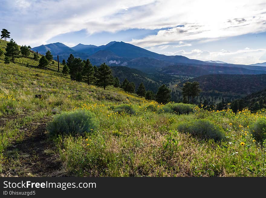 Late summer blooms in the O&#x27;Leary Peak and Sunset Crater Volcano area. Monsoon season brings a burst of wildflower blooms to Arizona&#x27;s higher elevations around Flagstaff. Fields of sunflowers blanket many open meadows and fields on the eastern side of the San Francisco Peaks. Photo taken August 23, 2017 by Deborah Lee Soltesz. Credit U.S. Forest Service Coconino National Forest. Learn more about the Coconino National Forest. Late summer blooms in the O&#x27;Leary Peak and Sunset Crater Volcano area. Monsoon season brings a burst of wildflower blooms to Arizona&#x27;s higher elevations around Flagstaff. Fields of sunflowers blanket many open meadows and fields on the eastern side of the San Francisco Peaks. Photo taken August 23, 2017 by Deborah Lee Soltesz. Credit U.S. Forest Service Coconino National Forest. Learn more about the Coconino National Forest.