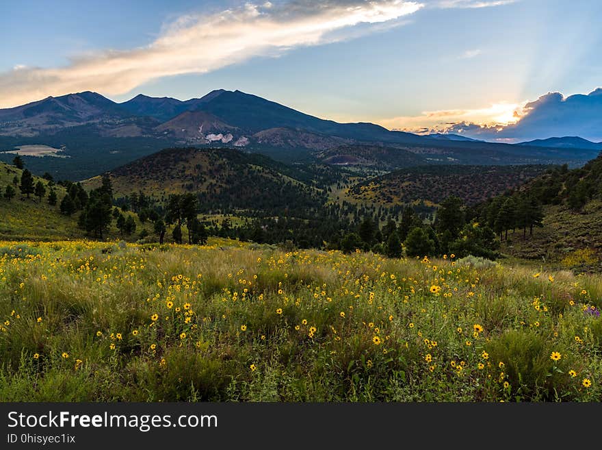 Late summer blooms in the O&#x27;Leary Peak and Sunset Crater Volcano area. Monsoon season brings a burst of wildflower blooms to Arizona&#x27;s higher elevations around Flagstaff. Fields of sunflowers blanket many open meadows and fields on the eastern side of the San Francisco Peaks. Photo taken August 23, 2017 by Deborah Lee Soltesz. Credit U.S. Forest Service Coconino National Forest. Learn more about the Coconino National Forest. Late summer blooms in the O&#x27;Leary Peak and Sunset Crater Volcano area. Monsoon season brings a burst of wildflower blooms to Arizona&#x27;s higher elevations around Flagstaff. Fields of sunflowers blanket many open meadows and fields on the eastern side of the San Francisco Peaks. Photo taken August 23, 2017 by Deborah Lee Soltesz. Credit U.S. Forest Service Coconino National Forest. Learn more about the Coconino National Forest.