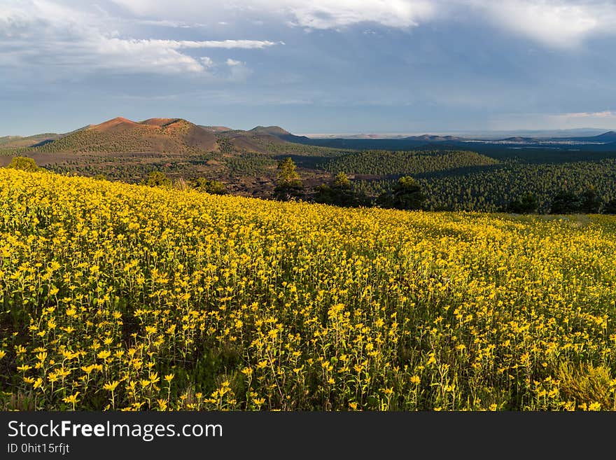 Late summer blooms in the O&#x27;Leary Peak and Sunset Crater Volcano area. Monsoon season brings a burst of wildflower blooms to Arizona&#x27;s higher elevations around Flagstaff. Fields of sunflowers blanket many open meadows and fields on the eastern side of the San Francisco Peaks. Photo taken August 23, 2017 by Deborah Lee Soltesz. Credit U.S. Forest Service Coconino National Forest. Learn more about the Coconino National Forest. Late summer blooms in the O&#x27;Leary Peak and Sunset Crater Volcano area. Monsoon season brings a burst of wildflower blooms to Arizona&#x27;s higher elevations around Flagstaff. Fields of sunflowers blanket many open meadows and fields on the eastern side of the San Francisco Peaks. Photo taken August 23, 2017 by Deborah Lee Soltesz. Credit U.S. Forest Service Coconino National Forest. Learn more about the Coconino National Forest.