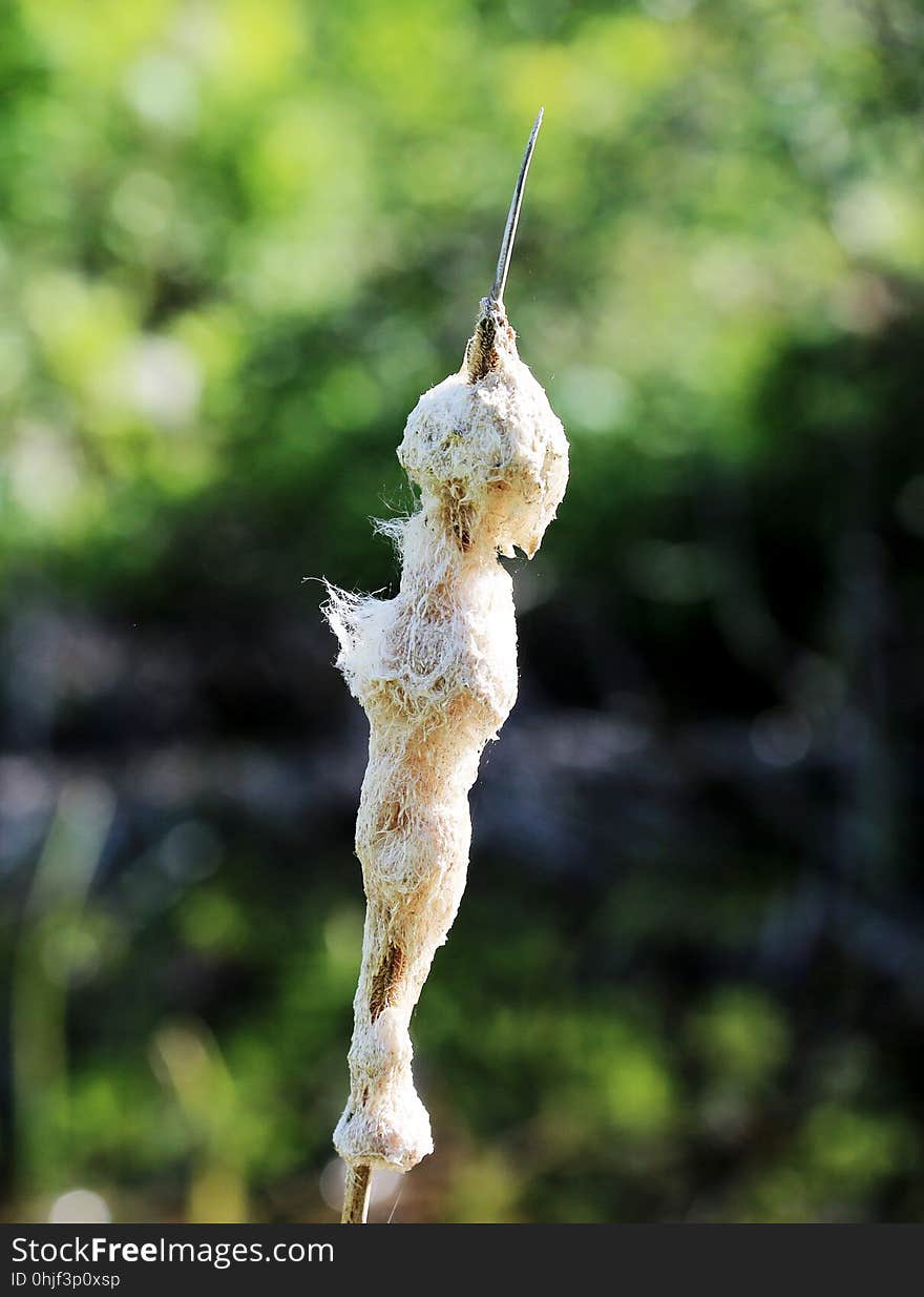 Hairy plant