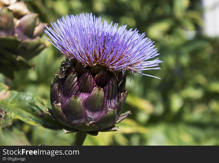 Thistle, Plant, Artichoke Thistle, Cynara