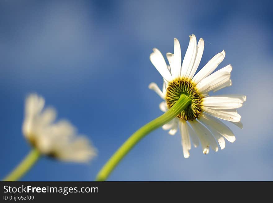 Flower, Sky, Yellow, Oxeye Daisy