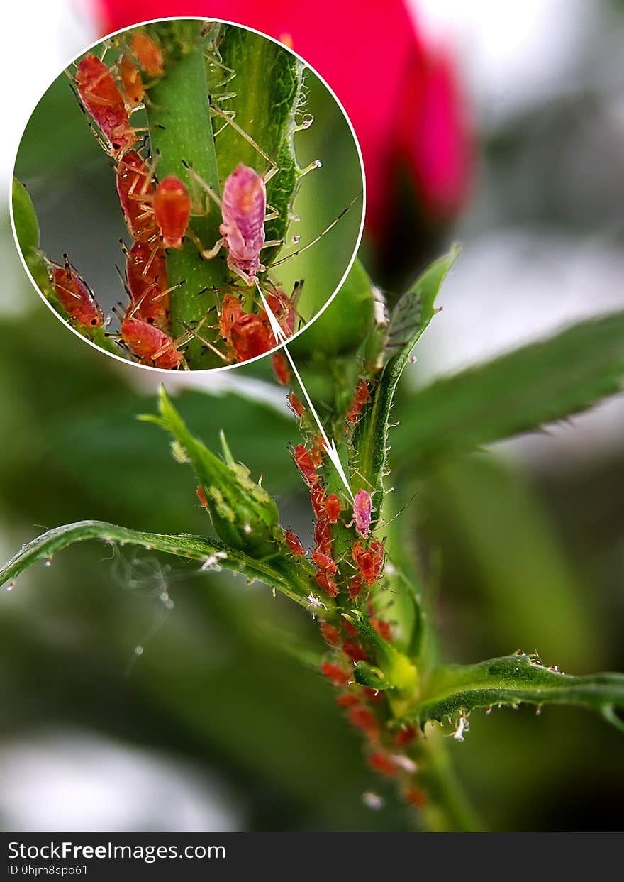 Leaf, Flora, Plant, Plant Stem