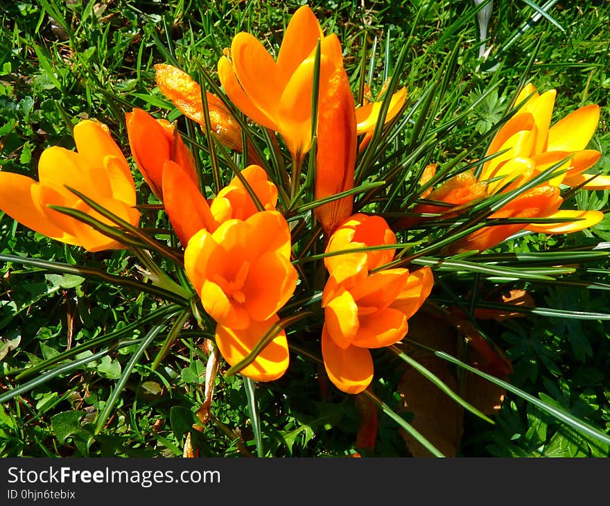 Flower, Plant, Flowering Plant, Crocus