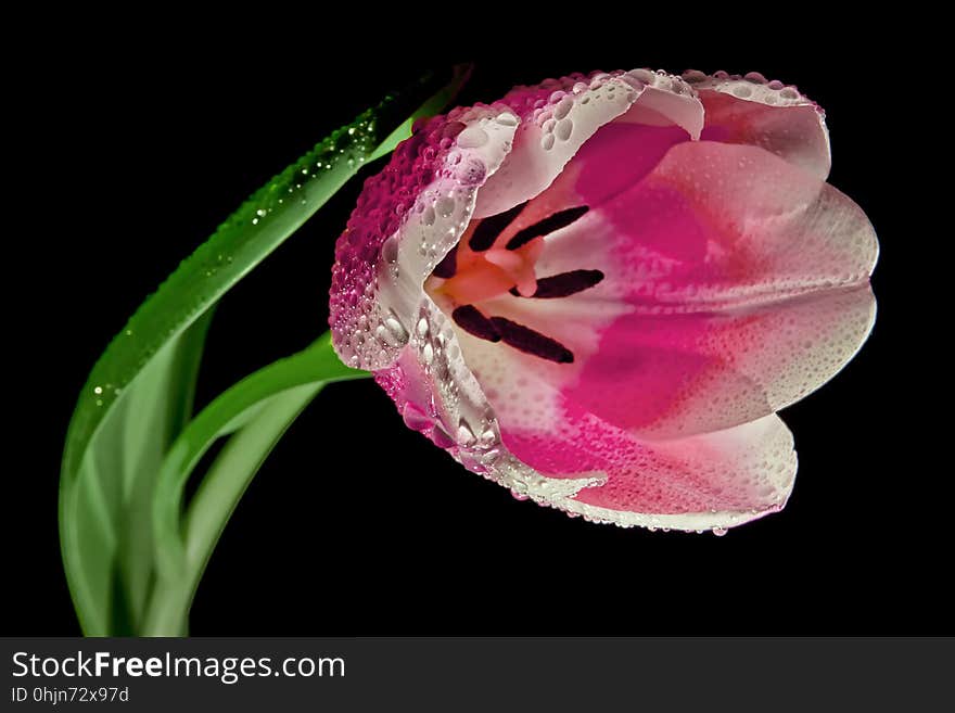 Flower, Pink, Flowering Plant, Plant