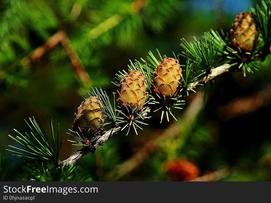 Vegetation, Branch, Pine Family, Larch