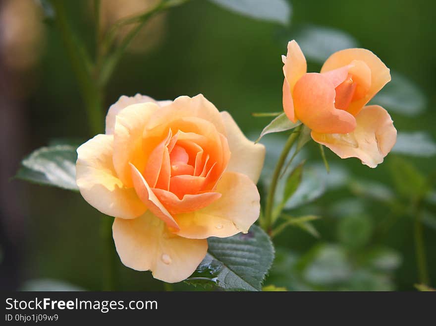 Flower, Rose Family, Rose, Flowering Plant