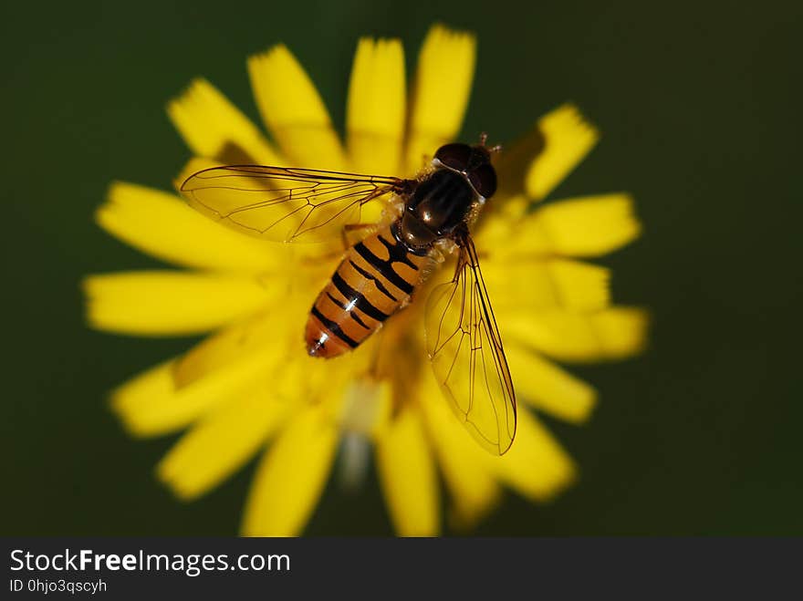 Insect, Honey Bee, Bee, Macro Photography