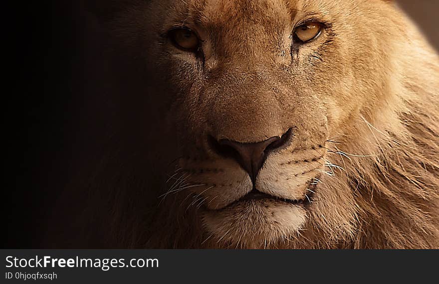 Lion, Face, Wildlife, Mammal