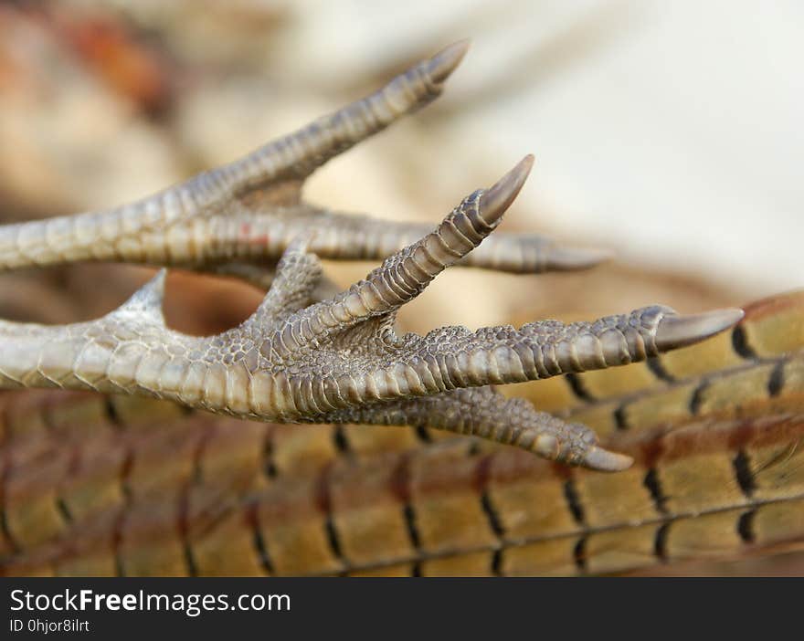 Fauna, Close Up, Organism, Reptile