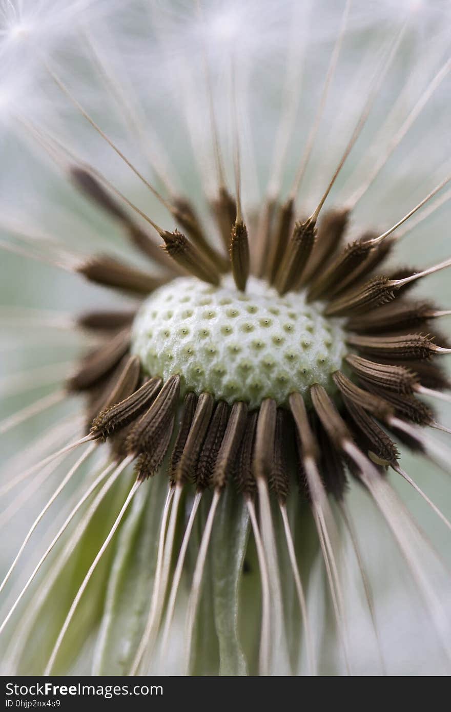 Flower, Flora, Close Up, Plant