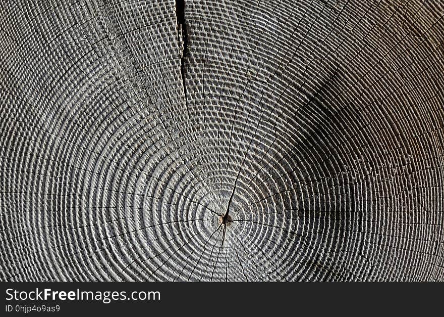 Tree, Wood, Line, Texture