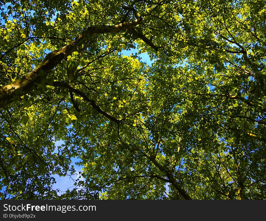 People in nature, Natural landscape, Sky, Tree, Twig, Trunk