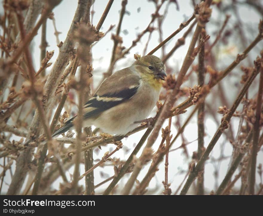 American goldfinch on forsythia in early January. We had surfeit of finches, about a dozen that hang about the forsythia and the nearby bird feeders. American goldfinch on forsythia in early January. We had surfeit of finches, about a dozen that hang about the forsythia and the nearby bird feeders