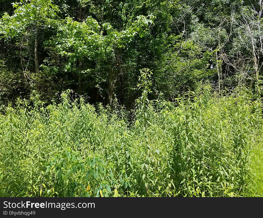 Plant, Flower, Natural landscape, Tree, Terrestrial plant, Groundcover