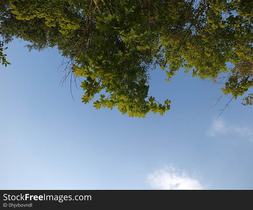 Sky, Cloud, Natural landscape, Twig, Plant, Trunk