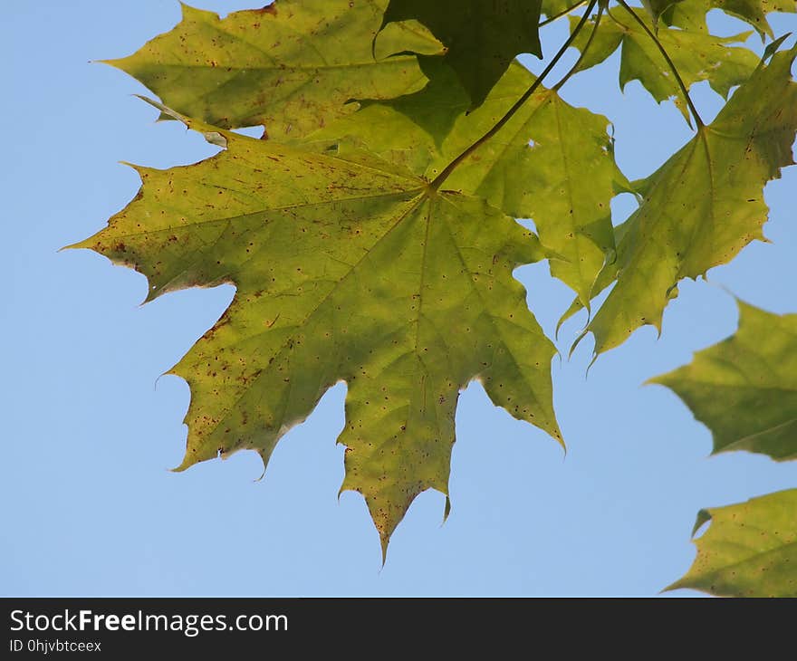 Plant, Flower, Leaf, Twig, Branch, Tree