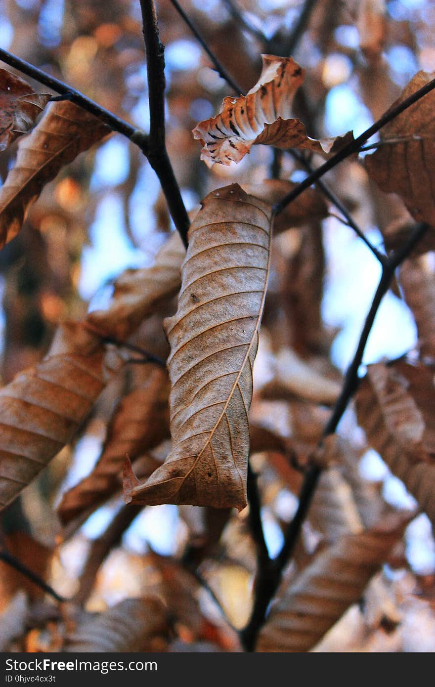 American beech &#x28;Fagus grandifolia&#x29; leaves, Lackawanna County, within State Game Land 312. Beeches retain much of their dead foliage through late autumn into winter, adding much-appreciated texture and color to the otherwise barren woods. The leaf colors range from pale yellow-orange to deep orange. I&#x27;ve licensed this photo as Creative Commons Zero &#x28;CC0&#x29; for release into the public domain. You&#x27;re welcome to download the photo and use it without attribution. American beech &#x28;Fagus grandifolia&#x29; leaves, Lackawanna County, within State Game Land 312. Beeches retain much of their dead foliage through late autumn into winter, adding much-appreciated texture and color to the otherwise barren woods. The leaf colors range from pale yellow-orange to deep orange. I&#x27;ve licensed this photo as Creative Commons Zero &#x28;CC0&#x29; for release into the public domain. You&#x27;re welcome to download the photo and use it without attribution.