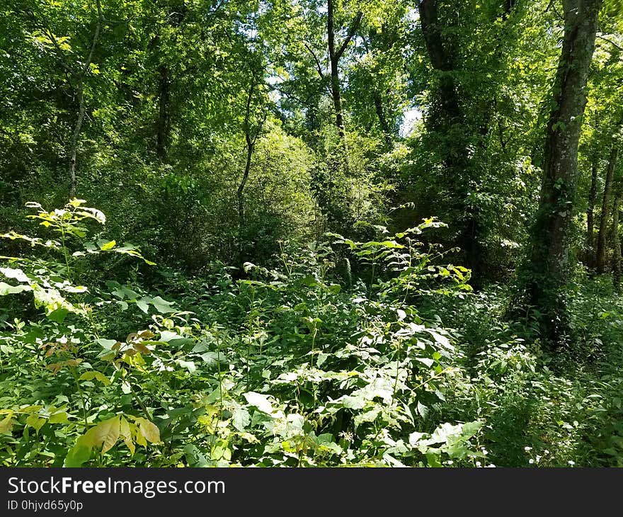 Undergrowth, Decatur, Alabama