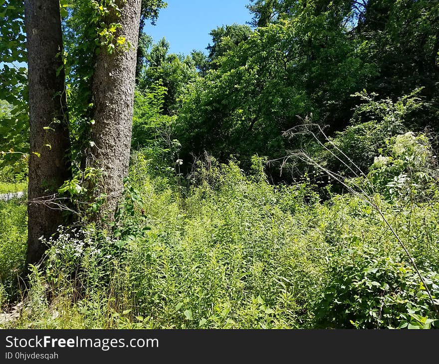 Sunlit brush, Decatur, Alabama