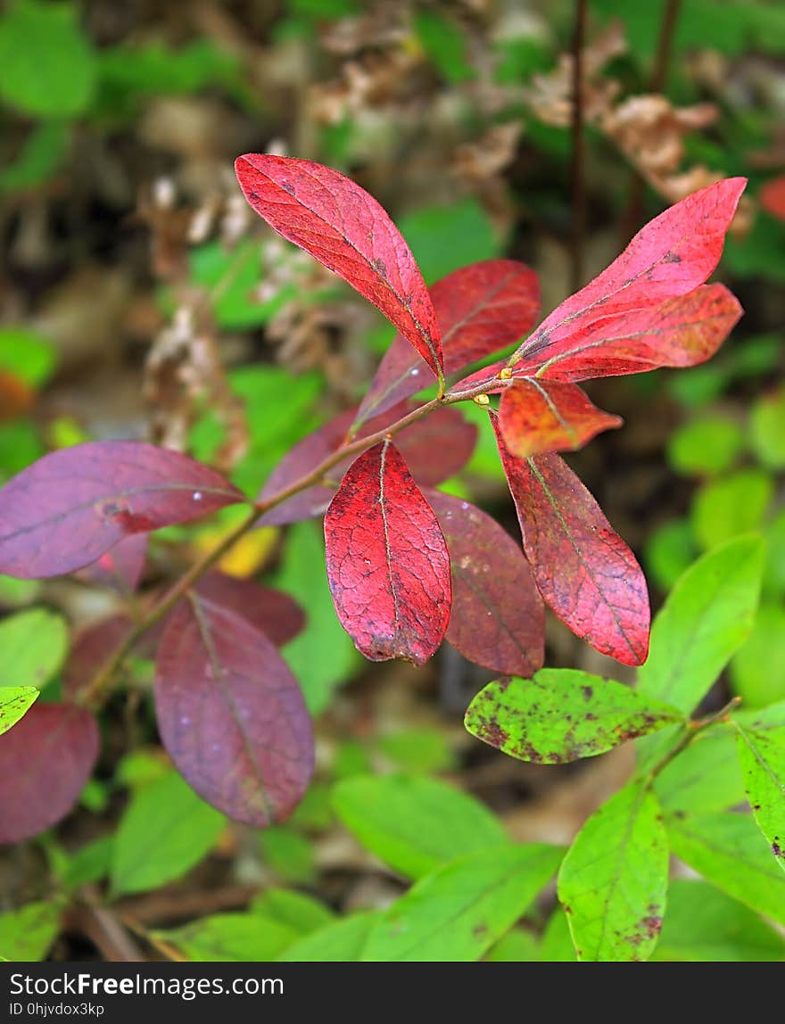 Vaccinium &#x28;probably huckleberry or lowbush blueberry&#x29; foliage showing early autumn color along the Pitch Pine Loop Trail, Tiadaghton State Forest, Lycoming County. I&#x27;ve licensed this photo as Creative Commons Zero &#x28;CC0&#x29; for release into the public domain. You&#x27;re welcome to download the photo and use it without attribution. Vaccinium &#x28;probably huckleberry or lowbush blueberry&#x29; foliage showing early autumn color along the Pitch Pine Loop Trail, Tiadaghton State Forest, Lycoming County. I&#x27;ve licensed this photo as Creative Commons Zero &#x28;CC0&#x29; for release into the public domain. You&#x27;re welcome to download the photo and use it without attribution.