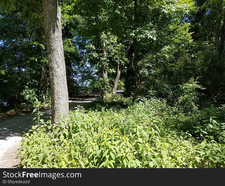 Forest trail, Decatur, Alabama