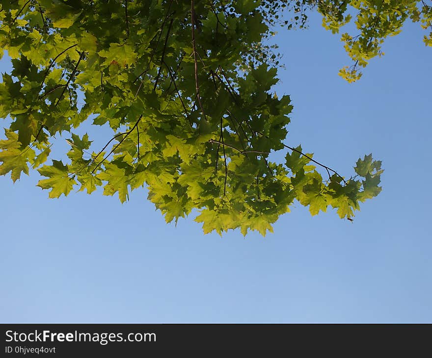 Sky, Plant, Branch, Twig, Tree, Deciduous