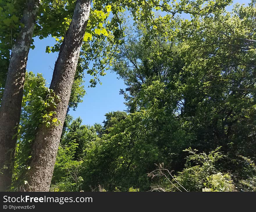 Forest, Decatur, Alabama