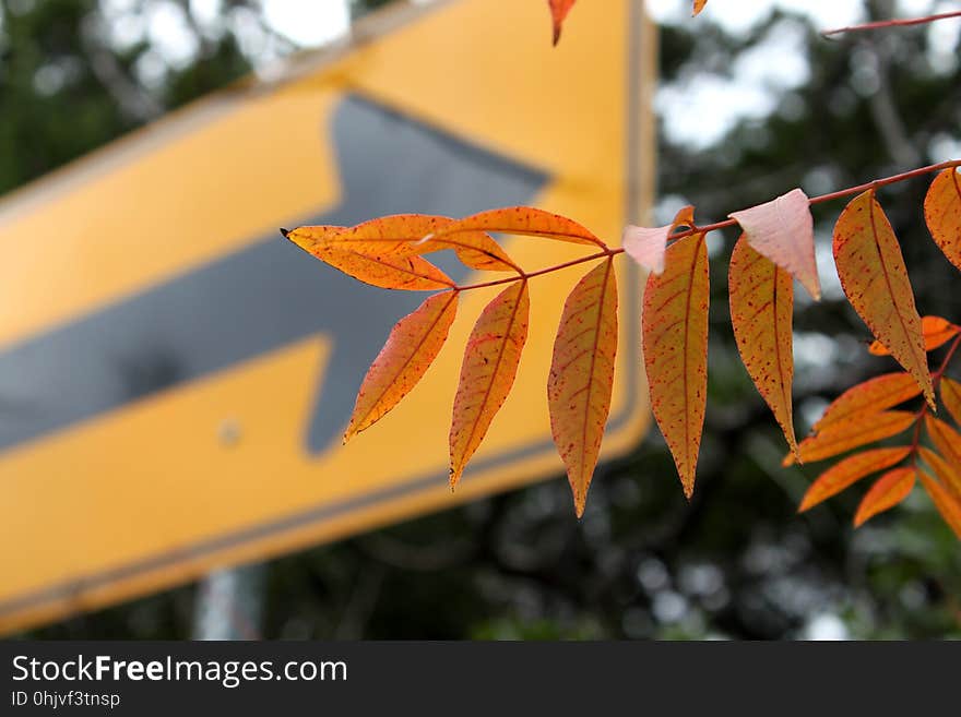 Contrasting Yellows