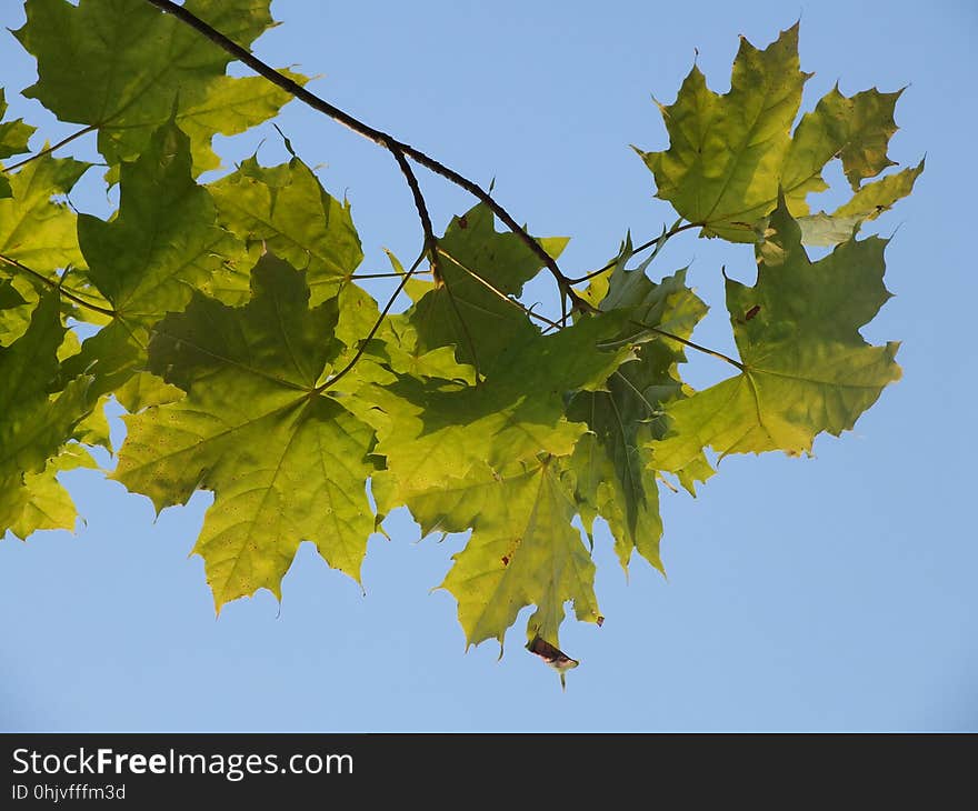 Flower, Plant, Sky, Leaf, Tree, Twig