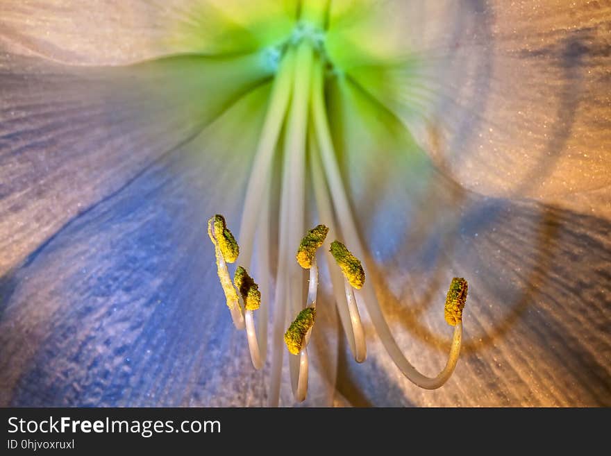 Flora, Yellow, Flower, Close Up