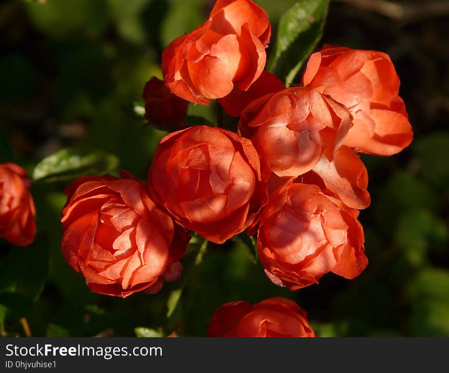 Flower, Floribunda, Garden Roses, Rose Family