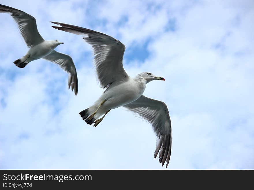 Bird, Seabird, Fauna, Sky